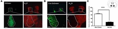 Accumbal Adenosine A2A Receptors Enhance Cognitive Flexibility by Facilitating Strategy Shifting